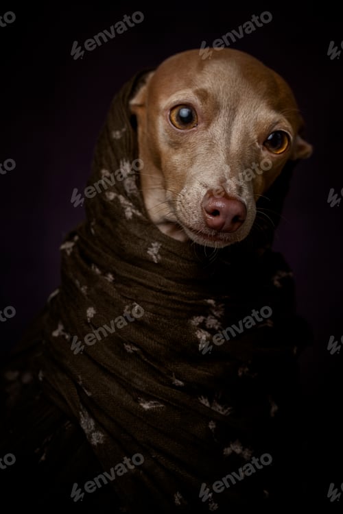 Preview: Italian Greyhound dog with Arabian Hijab