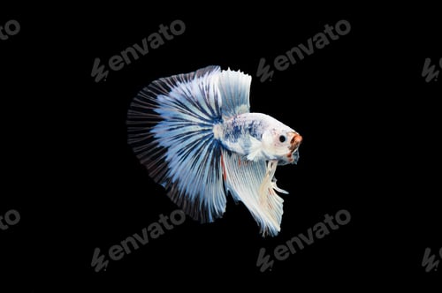 Preview: Beautiful colorful of siamese betta fish