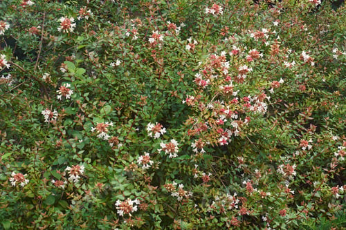 Preview: Glossy Abelia (Linnaea X Grandiflora). Hybrid Between Linnaea Chinensis And Linnaea Uniflora