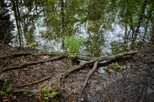 Preview: Tree Roots Extending Toward Water Surface in Forest Reflected in Pond