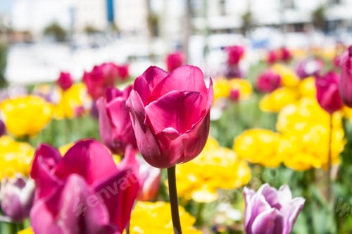 Preview: Tulip flowers