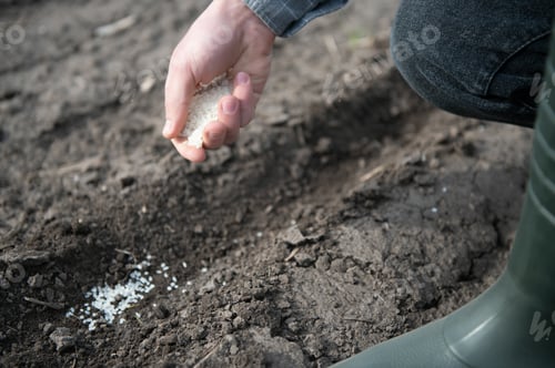 Preview: Farmer's hand planting seed in soil