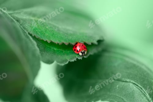 Preview: Ladybug on green leaf