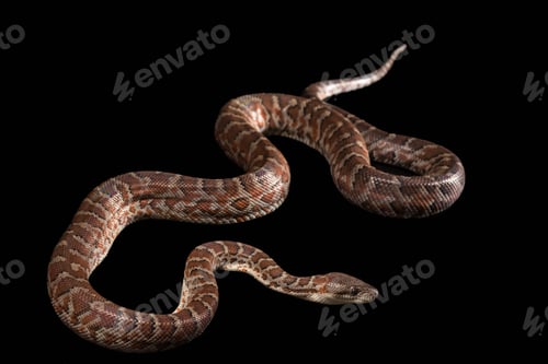 Preview: Hispaniolan boa, Chilabothrus or epicrates striatus