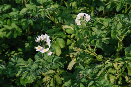 Preview: the potato flowers are white, blurred background the garden of the natural growing conditions