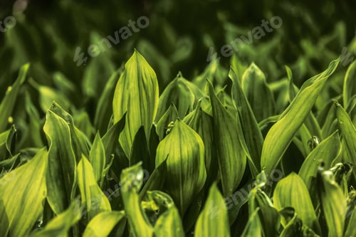 Preview: Close up View of Colorful Green Leafs in garden. Deer Lake Park