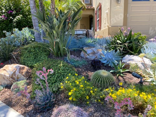 Preview: drought tolerant garden succulents , rocks and cactus uses very little water , is low maintenance