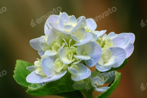 Preview: Closeup shot of beautiful hydrangea flowers on a blurred background