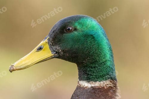 Preview: Closeup of a mallard duck
