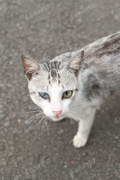 Preview: Vertical closeup of the stray cat with keratitis.