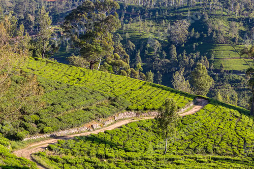 Preview: Tea plantation