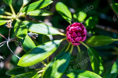 Preview: close up view of pink mountain laurel with green leaves and sunlight