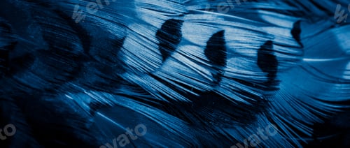Preview: blue pheasant feathers with dark stripes. background