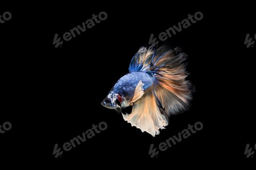 Preview: Beautiful colorful of siamese betta fish