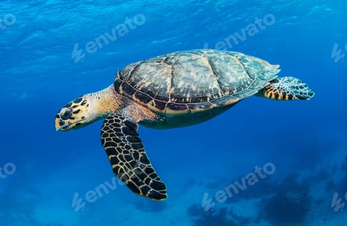 Preview: A Sea turtle swims underwater
