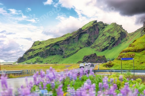 Preview: Roadside with volcanic mountain, lupine flower blooming and car driving in summer at Iceland