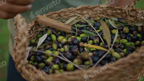 Preview: Farmer hands examining olives in basket closeup. Gardener harvest at nature