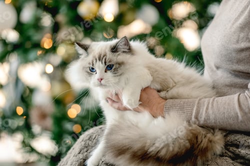 Preview: Girl with ragdoll cat in Christmas