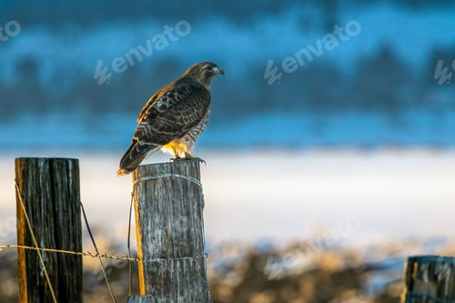 Preview: Red Tailed Hawk perched on a wooden pole