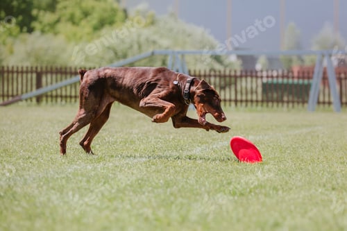 Preview: Dog catching flying disk in jump, pet playing outdoors in a park. sporting event, achievement in spo