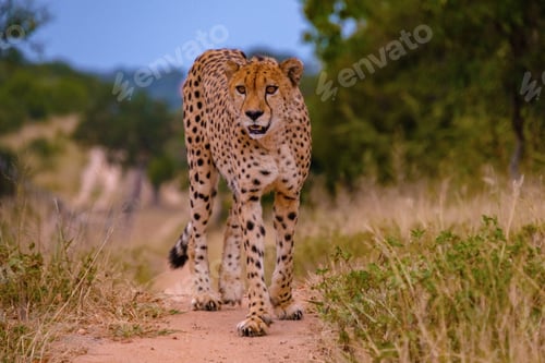 Preview: Cheeta wild animal in Kruger national Park South Africa,Cheetah on the Hunt during sunset