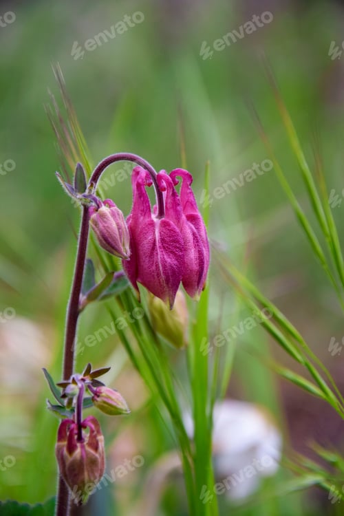 Preview: Columbine Flower purple Aquilegia growing in blurred garden greenery. Plant in Buttercup family.