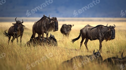 Preview: Wildebeest animals in an open field in Masai Mara, Kenya