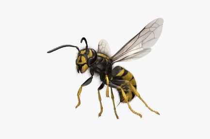 Preview: Vespula Vulgaris: European Wasp Detail