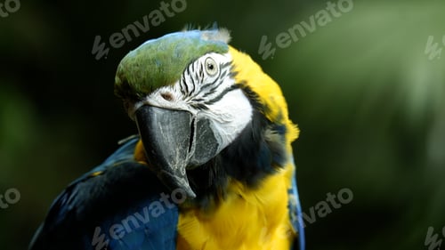 Preview: Portrait of a blue and yellow macaw
