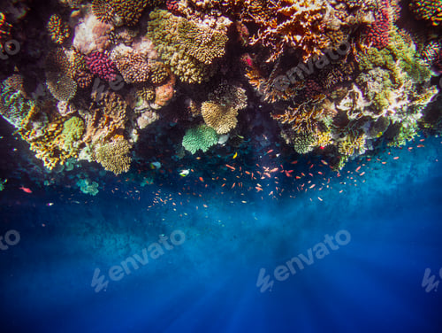 Preview: Underwater view of the coral reef sea world landscape. Top view into a deep.