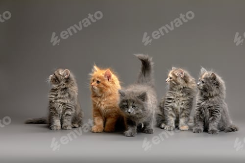Preview: A group of fluffy cute multi-colored kittens on a gray background, a group of gray, red and spotted