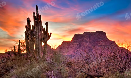 Preview: Saguaro Sunset