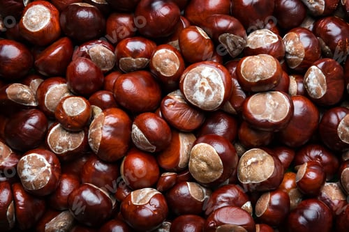 Preview: chestnuts