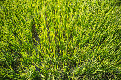 Preview: green rice field top view food agriculture in Asian countryside landscape image element background