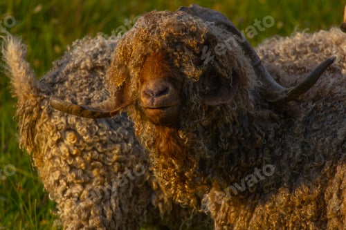 Preview: Angora goats grazing in the field