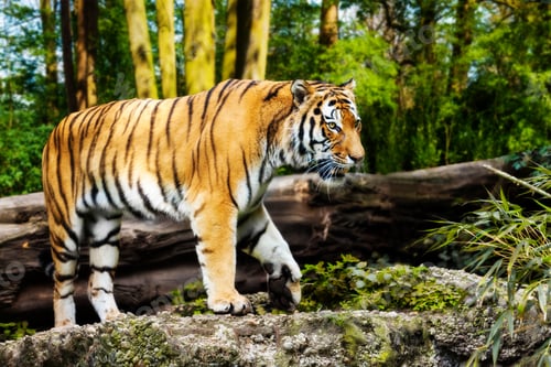 Preview: Tiger