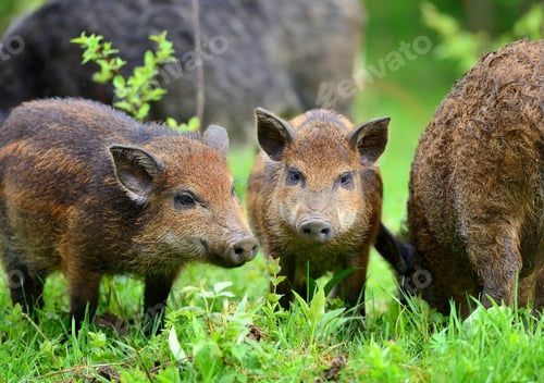 Preview: Young wild boars in the spring forest