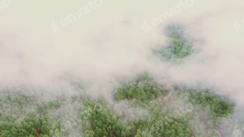 Preview: Lower Clouds Moving Above Autumn Pine Forest. Aerial View 4K Flight Above Amazing Misty Forest