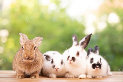 Preview: Pet portrait of brown cute rabbit sitting on green grass with blurry nature background