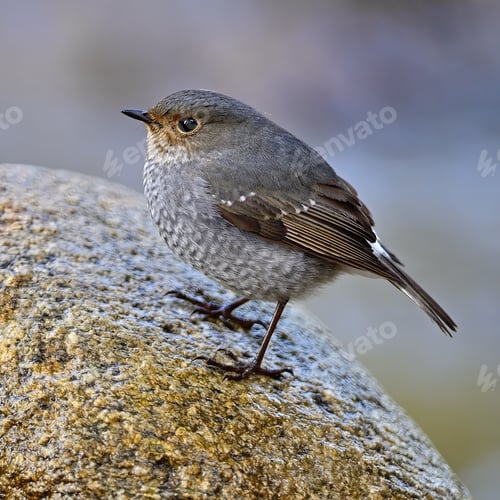 Preview: female Plumbeous Redstart