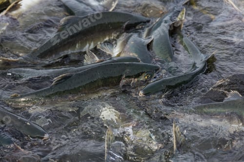 Preview: Spawning salmon
