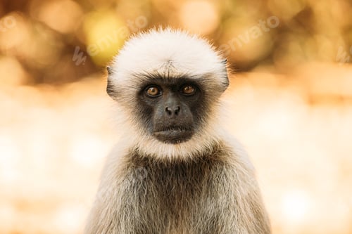 Preview: Goa, India. Gray Langur Monkey. Close Portrait