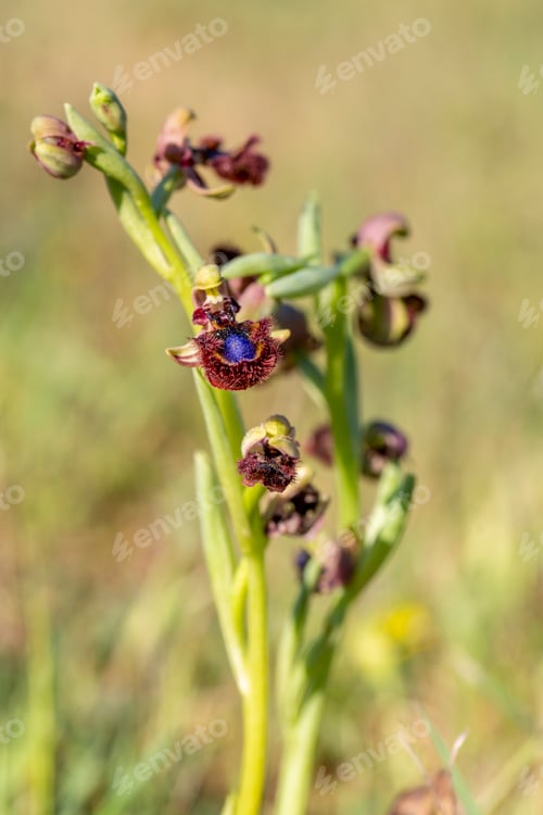 Preview: Wild orchid, scientific name; Ophrys speculum