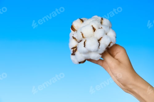 Preview: Woman holding cotton flowers against blue sky, closeup. Space for text