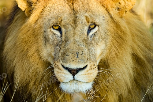 Preview: Closeup portrait of wild African lion