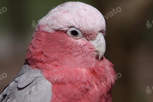 Preview: bird, cockatoo galah, parrot, pet