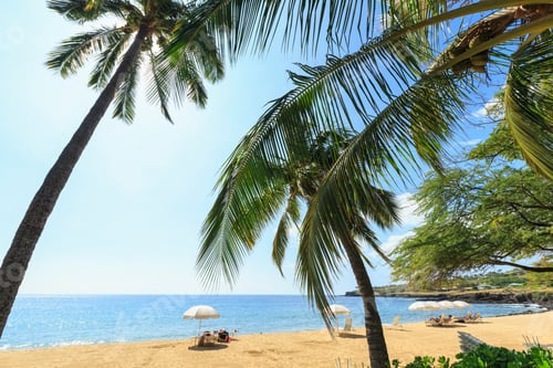Preview: Golden beach and palm tree's at Hulopo'e Beach Park, Lanai Island, Hawaii, USA