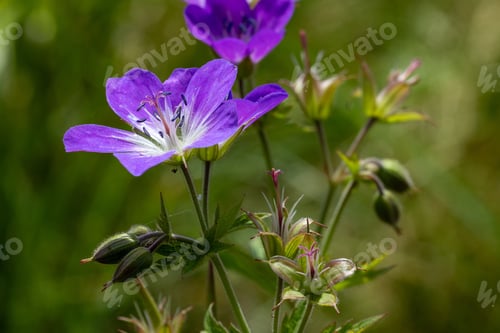 Preview: Macro shot of meadow cranesbill with buds and flowers in bloom