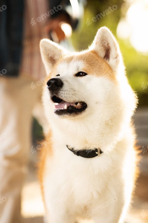 Preview: Cute fluffy happy akita dog with man owner in casual enjoys walk with animal in park, outdoor, close