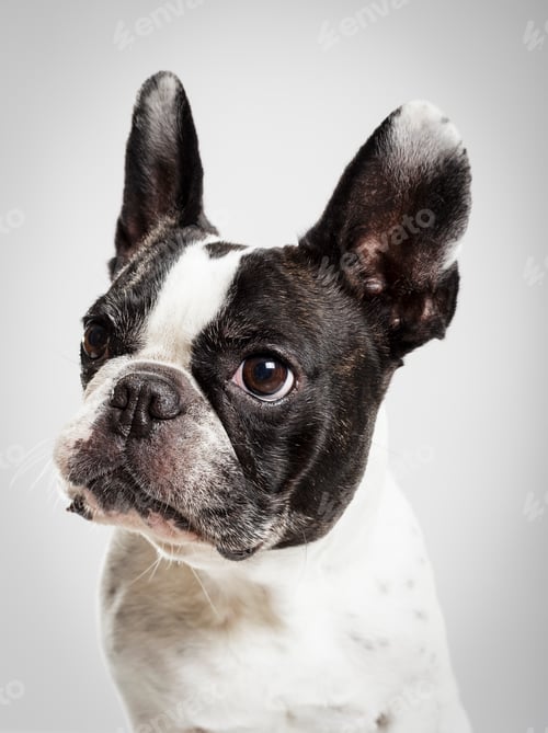 Preview: Studio portrait of an expressive French Bulldog dog